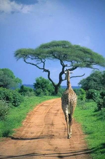 Mjejane wildlife at African Sunset Getaways
