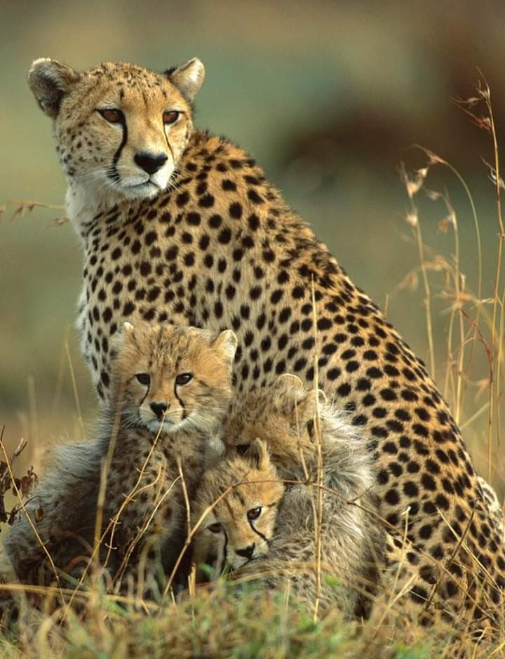 Close encounters at African Sunset Getaways